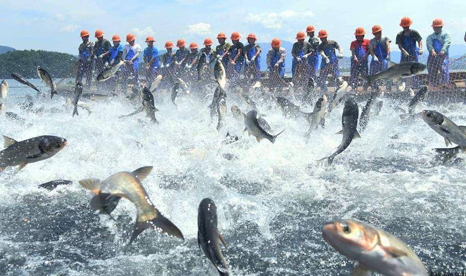 بعد فتح بوابات سد شين آن جيانغ في مدينة هانغتشو بمقاطعة تشجيانغ بشرقي الصين، انطلق موسم صيد الأسماك لأول مرة في العام الجاري وتم اصطياد أكثر من 250 ألف كيلوغرام من سمك المبروك كبير الرأس