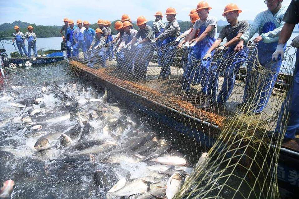 بعد فتح بوابات سد شين آن جيانغ في مدينة هانغتشو بمقاطعة تشجيانغ بشرقي الصين، انطلق موسم صيد الأسماك لأول مرة في العام الجاري وتم اصطياد أكثر من 250 ألف كيلوغرام من سمك المبروك كبير الرأس