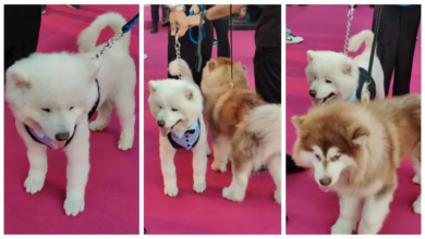حضور مميز في العرض الخاص لفيلم 7Dogs مع كلبين على السجادة الوردية