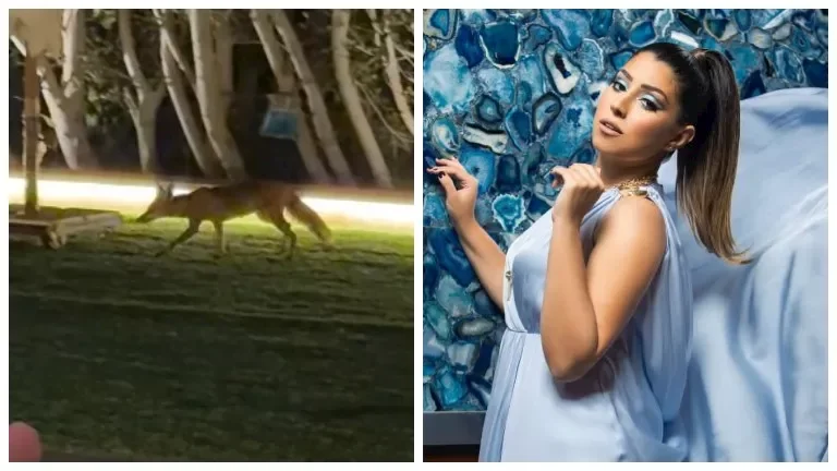 أيتن عامر تستغيث بعد دخول ثعلب إلى حديقة منزلها.. وشيكو يعلق بالفيديو