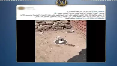"العثور على قدم بشرية بجوار مقابر المنصورة بعد نبشها من قبل الكلاب الضالة"