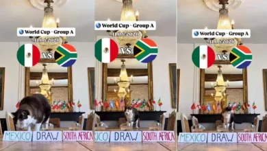 القط العراف يتنبأ بالفائز في مباراة افتتاح كأس العالم 2026
