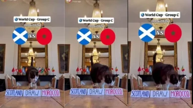 "القط العراف يتنبأ بنتيجة مباراة المغرب وإسكتلندا في كأس العالم"