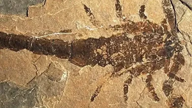 حل لغز عمره 150 عاماً: علماء يوقظون «T-Rex» وأكبر عقرب في تاريخ الأرض!