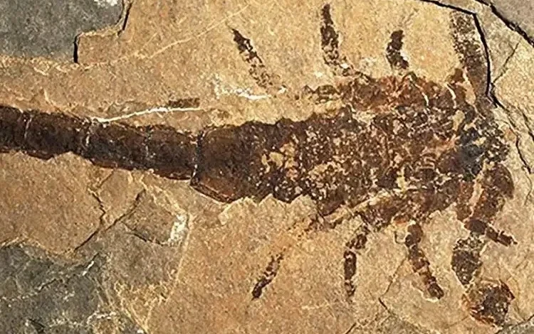 حل لغز عمره 150 عاماً: علماء يوقظون «T-Rex» وأكبر عقرب في تاريخ الأرض!