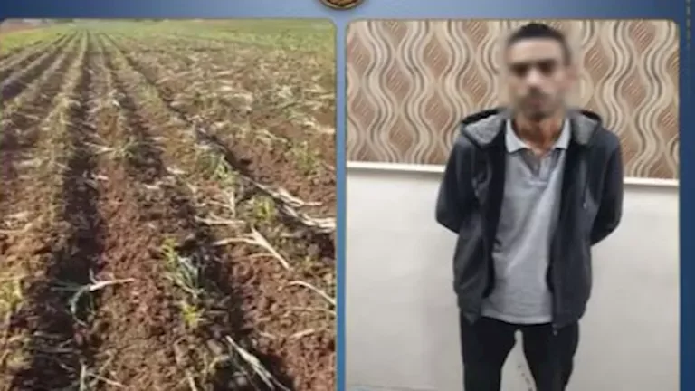 خلاف حول فسخ عقد إيجار يؤدي إلى إتلاف محصول زراعي في البحيرة