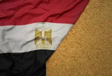 مصر تسعى لزيادة واردات القمح من بولندا وتعزيز تخزين الحبوب