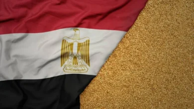 مصر تسعى لزيادة واردات القمح من بولندا وتعزيز تخزين الحبوب