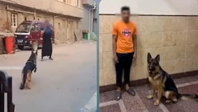 الداخلية توضح تفاصيل فيديو هجوم كلب على سيدة في البحيرة