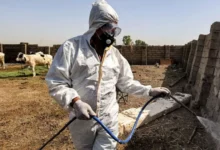 الصحة تسجل 270 إصابة مؤكدة و17 وفاة بالحمى النزفية منذ بداية العام