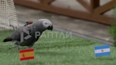 بخلاف القط بيلي.. الغابة تصدر حكمها على نهائي مونديال 2026 (فيديو) 5 بخلاف القط بيلي.. الغابة تصدر حكمها على نهائي مونديال 2026 (فيديو)