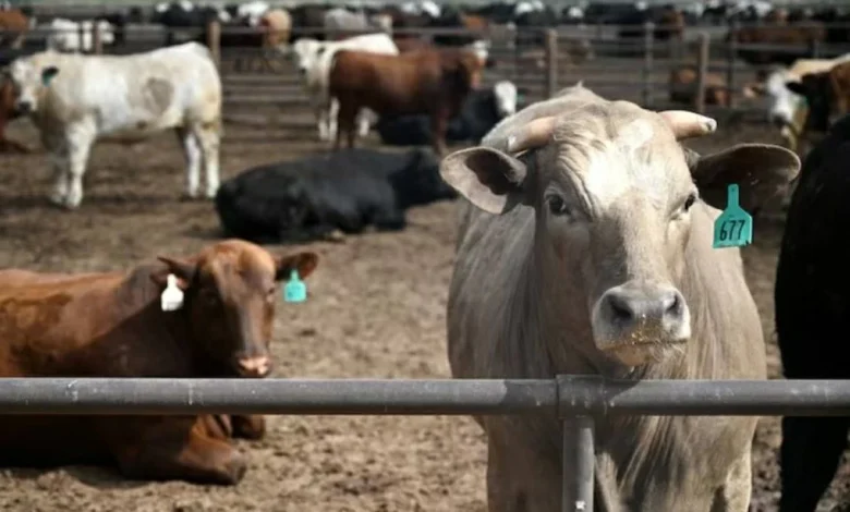 بيانات أميركية تكشف قفزة غير متوقعة في مبيعات صادرات اللحوم