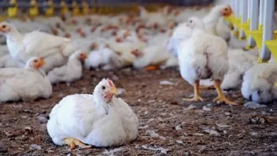 تسجيل إصابة جديدة بإنفلونزا الطيور في أستراليا و6 حالات في 3 ولايات 4 تسجيل إصابة جديدة بإنفلونزا الطيور في أستراليا و6 حالات في 3 ولايات