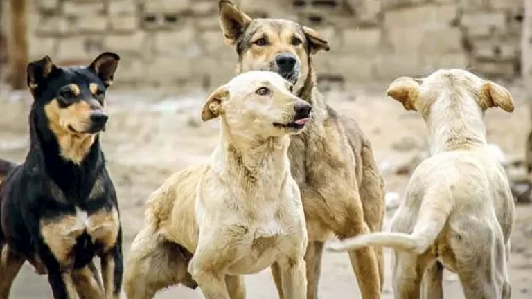 حبس يوتيوبر مغربي 8 أشهر وغرامة 20 ألف درهم بسبب نشر فيديو يسلخ كلب
