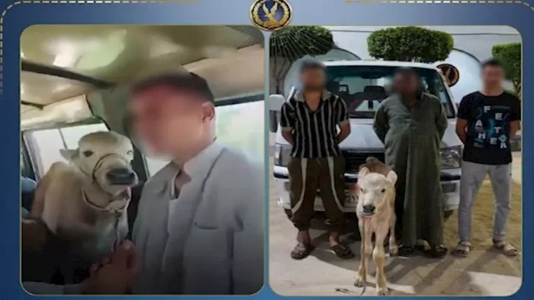 شاب ينقل جاموسة صغيرة داخل ميكروباص في حادثة تستدعي تدخل وزارة الداخلية | فيديو
