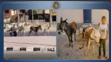 ضبط طفل يقود عربة كارو عكس الاتجاه في شمال سيناء