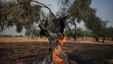 إخلاء واسع في اليونان واستنفار لمواجهة حرائق الغابات - صور