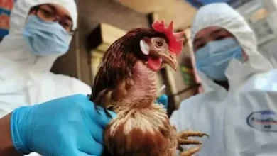 إنفلونزا الطيور في أستراليا: السلطات تحذر من تفشي الفيروس خارج السيطرة