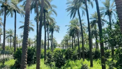 العراق يبدأ حصاد التمور ويستهدف رفع عدد النخيل إلى 32 مليوناً