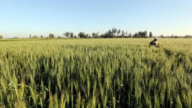 بنك ناصر الاجتماعي يساهم في تطوير الزراعة المصرية بـ5 آلاف فدان ومشروعات جديدة