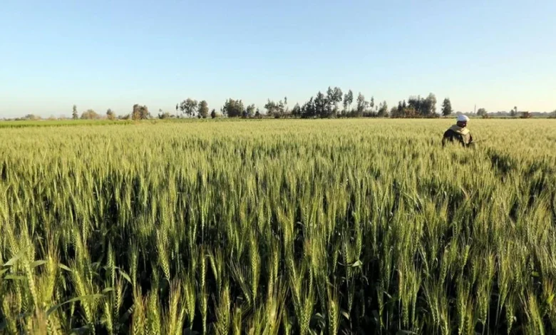 بنك ناصر الاجتماعي يساهم في تطوير الزراعة المصرية بـ5 آلاف فدان ومشروعات جديدة