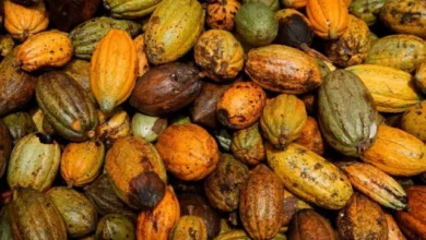 تأخر محصول الكاكاو في ساحل العاج يهدد حركة الموانئ التجارية