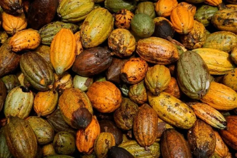 تأخر محصول الكاكاو في ساحل العاج يهدد حركة الموانئ التجارية