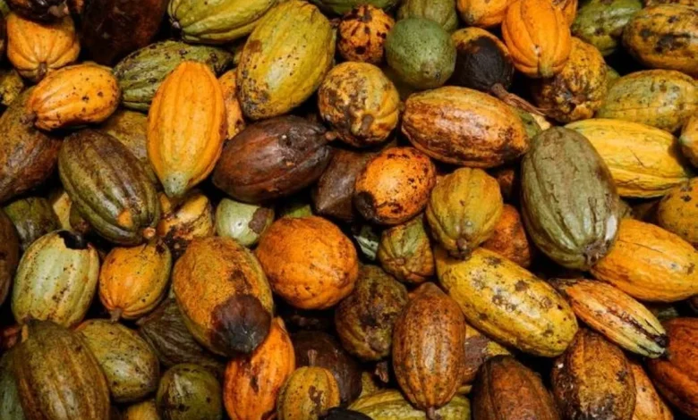 تأخر محصول الكاكاو في ساحل العاج يهدد حركة الموانئ التجارية