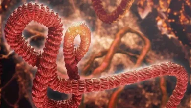 تفشي فيروس إيبولا في الكونغو: هل هو الأكثر فتكًا في التاريخ؟