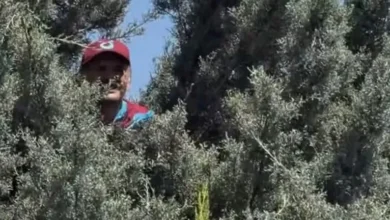 مشجع طرابزون يتسلق شجرة لمتابعة وصول محمد صلاح إلى تركيا