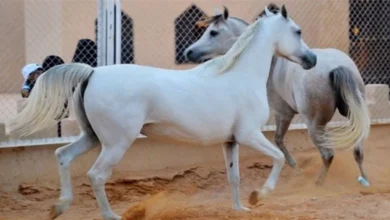 وزارة الزراعة: تسجيل أكثر من 6 آلاف حصان في العراق وبابل تتصدر القائمة 3 وزارة الزراعة: تسجيل أكثر من 6 آلاف حصان في العراق وبابل تتصدر القائمة