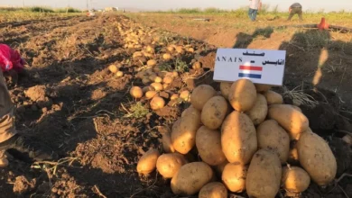 العام الماضي: حجم استيراد العراق من البطاطس من إيران وتركيا ومصر