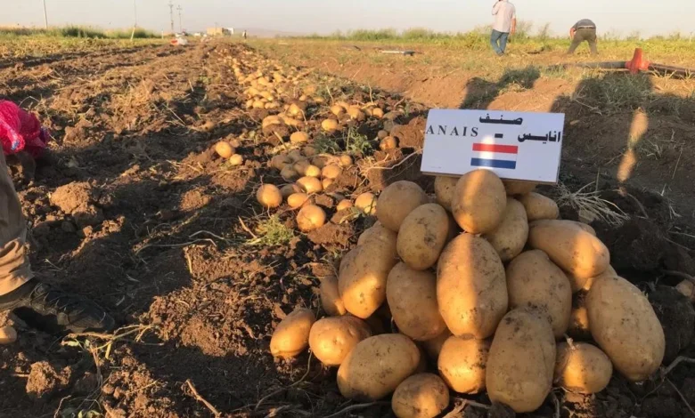 العام الماضي: حجم استيراد العراق من البطاطس من إيران وتركيا ومصر