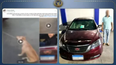 "القبض على شخص اعتدى على كلب في الإسكندرية بعد انتشار فيديو يوثق الحادثة"