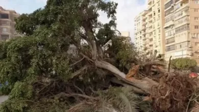 النيابة العامة تُصدر أوامر باتخاذ إجراءات موسعة بشأن بلاغات قطع الأشجار في العراق