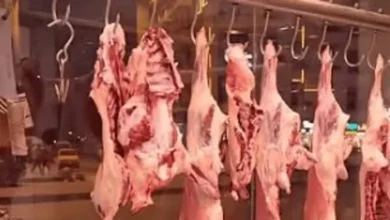صحة ذي قار توضح تفاصيل ضبط لحوم خنزير في المحافظة