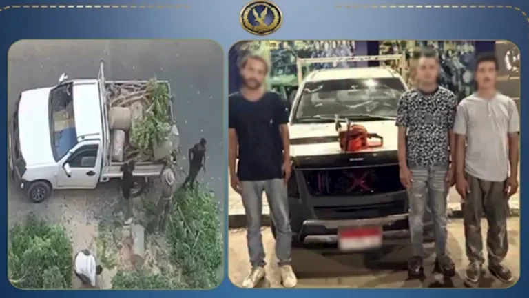 ضبط 4 متهمين بتقطيع وسرقة أشجار الشوارع في الإسكندرية