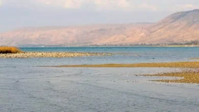 "طبرية: كيف تحوّلت إلى ضحية لطحلب مصري لم يصل إليها مطلقًا؟"