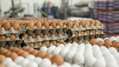 الزراعة: البيض المستورد آمن ولا يسبب إنفلونزا الطيور