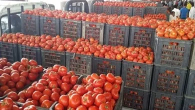الزراعة: وفرة المنتج المحلي ساهمت في استقرار الأسعار