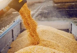 تجارة الحبوب تعلن عن إلغاء مستحقات الفلاحين لعام 2025
