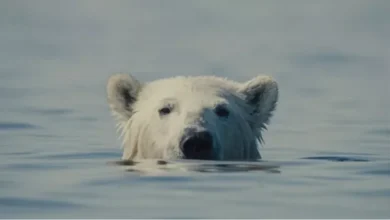 مهرجان الجونة السينمائي يكرم فيلم الدب المزعج بجائزة النجمة الخضراء